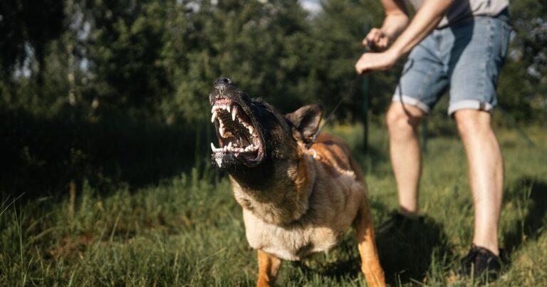 Dogs will be ‘anxious’ and ‘aggressive’ if you do 1 thing when they’re puppies