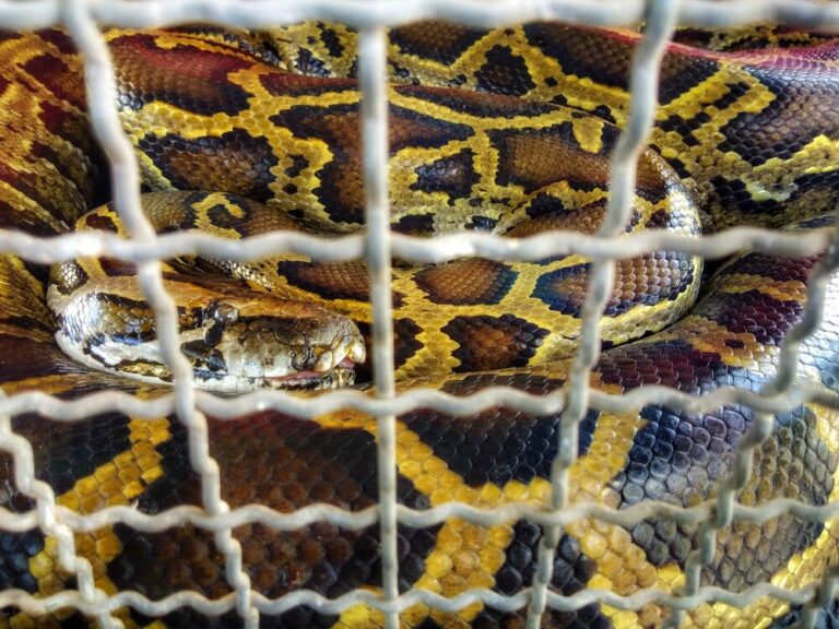 CPython may go Rusty, but older platforms risk getting iced out